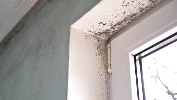 Best DIY Mold Remediation Support Services in Valley, NE